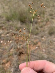 Fimbristylis dichotoma