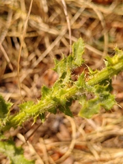 Carduus defloratus