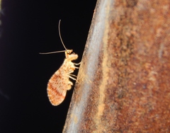 Mucroberotha vesicaria