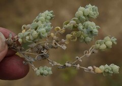 Atriplex spongiosa