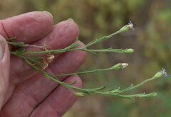 Vittadinia pterochaeta