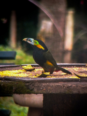 Selenidera maculirostris