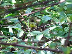 Phylloscopus omeiensis