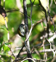 Picumnus innominatus