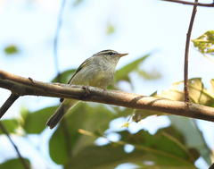 Phylloscopus intensior