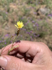 Goodenia gracilis