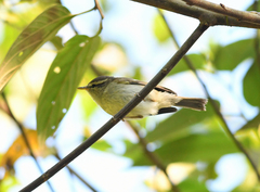 Phylloscopus intensior
