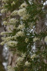 Melaleuca trichostachya