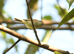 Phylloscopus intensior