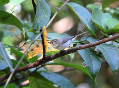 Staphida castaniceps