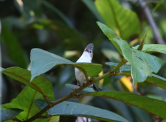 Staphida castaniceps