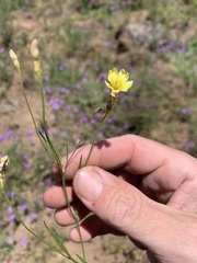 Goodenia gracilis