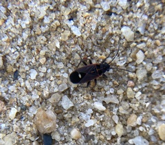 Aspilocoryphus australicus