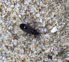 Aspilocoryphus australicus