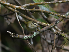 Phylloscopus intensior