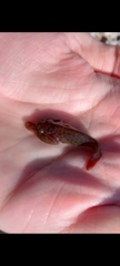 Lepadogaster purpurea