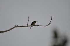 Merops viridis