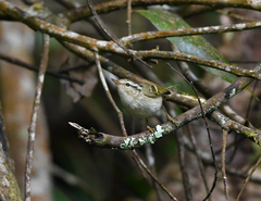 Phylloscopus intensior