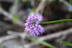 Allium spirale