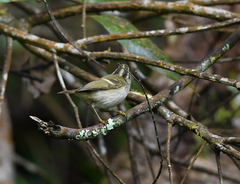 Phylloscopus intensior