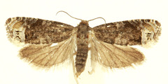 Eucosma parmatana