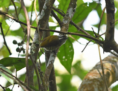 Picumnus innominatus