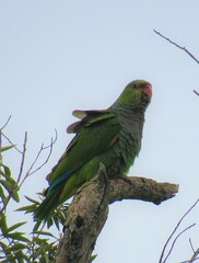 Amazona vinacea