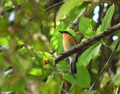 Cyornis whitei