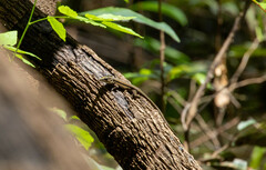 Kentropyx altamazonica