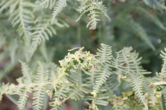 Eriophyes quadrifidus