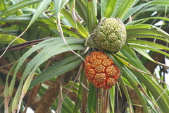 Pandanus odorifer