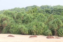 Pandanus odorifer