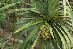 Pandanus odorifer