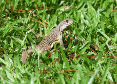 Leiolepis belliana