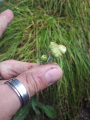 Erigeron primulifolius