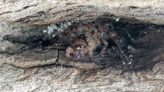 Heteropoda jugulans