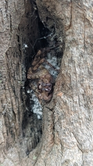 Heteropoda jugulans