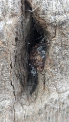 Heteropoda jugulans