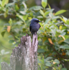 Dicrurus leucophaeus mouhoti