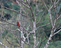 Blythipicus pyrrhotis