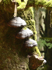 Fomes fomentarius