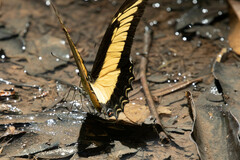 Heraclides androgeus