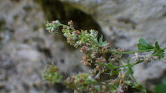 Alchemilla saxatilis