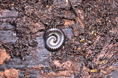 Tachypodoiulus niger