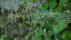 Alchemilla saxatilis