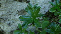 Alchemilla saxatilis