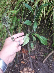 Erigeron primulifolius