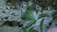 Alchemilla saxatilis