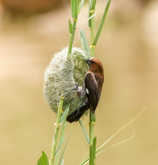 Amblyospiza albifrons
