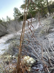 Andropogon virginicus